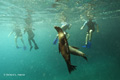 Galápagos Sea Lions (Champion Islet, Isla Española)