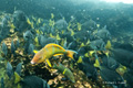 Snorkeling at Champion Islet (Isla Española)