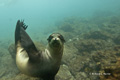 Galápagos Sea Lion (Champion Islet, Isla Española)