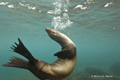 Galápagos Sea Lion (Champion Islet, Isla Española)