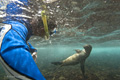 Galápagos Sea Lion (Champion Islet, Isla Española)