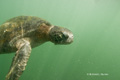 Green Sea Turtle (Punta Vincente Roca, Isla Isabela)