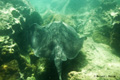 Stingray (Isla Bartolomé)