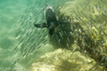 Galápagos Penguin Fishing (Isla Bartolomé)