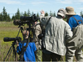 Photographing Brown Bears