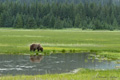 Alaskan Coastal Brown Bear