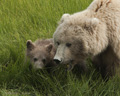 Alaskan Coastal Brown Bear and Cub