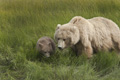 Alaskan Coastal Brown Bear and Cub