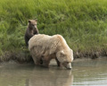 Alaskan Coastal Brown Bear and Cub