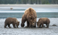 Alaskan Coastal Brown Bear and Cubs Clamming