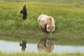 Alaskan Coastal Brown Bear and Cub