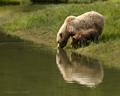 Alaskan Coastal Brown Bear and Cub