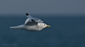 Kittiwake