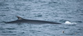 Fin Whale