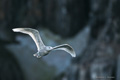 Juvenile Glaucous Gull