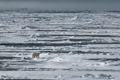 Polar Bear (Pack Ice North of Svalbard)