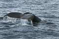 Humpback Whale (Svalbard)