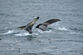 Humpback Whale (Svalbard)