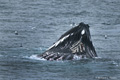 Humpback Whale (Svalbard)