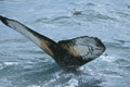 Humpback Whale (Svalbard)