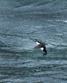 Brünnich's Guillemot