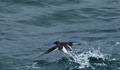 Brünnich's Guillemot