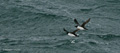 Brünnich's Guillemot