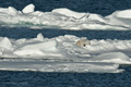 Polar Bear (Pack Ice North of Svalbard)