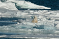 Polar Bear (Pack Ice North of Svalbard)