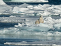 Polar Bear (Pack Ice North of Svalbard)