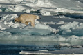 Polar Bear (Pack Ice North of Svalbard)