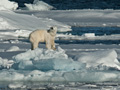 Polar Bear (Pack Ice North of Svalbard)