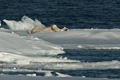 Polar Bear (Pack Ice North of Svalbard)