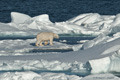 Polar Bear (Pack Ice North of Svalbard)