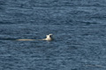 Polar Bear Swimming