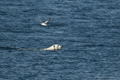 Polar Bear Swimming