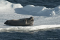 Bearded Seal