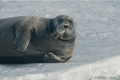 Bearded Seal