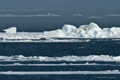 Polar Bear (Pack Ice North of Svalbard)