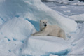 Polar Bear (Pack Ice North of Svalbard)