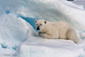 Polar Bear (Pack Ice North of Svalbard)