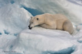 Polar Bear (Pack Ice North of Svalbard)