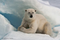 Polar Bear (Pack Ice North of Svalbard)