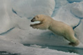 Polar Bear (Pack Ice North of Svalbard)