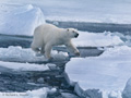 Polar Bear (Pack Ice North of Svalbard)