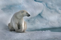 Polar Bear (Pack Ice North of Svalbard)