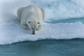 Polar Bear (Pack Ice North of Svalbard)