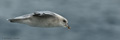 Northern Fulmar