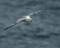 Northern Fulmar