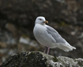 Glaucous Gull